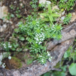 Photographie n°261376 du taxon Galium anisophyllon Vill. [1779]