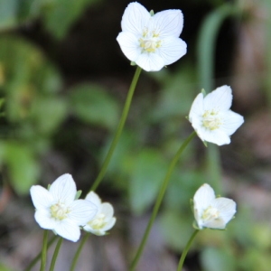 Photographie n°261380 du taxon Parnassia palustris L. [1753]