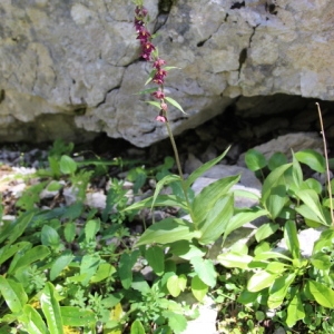 Photographie n°261386 du taxon Epipactis atrorubens (Hoffm.) Besser [1809]