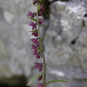 Photographie n°261389 du taxon Epipactis atrorubens (Hoffm.) Besser [1809]