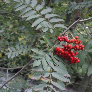 Photographie n°261440 du taxon Sorbus aucuparia L. [1753]