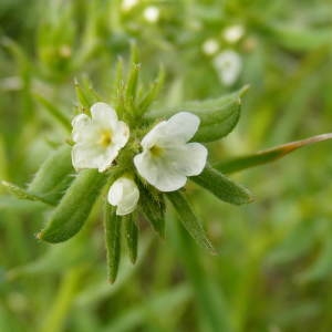 Photographie n°261441 du taxon Buglossoides arvensis (L.) I.M.Johnst. [1954]