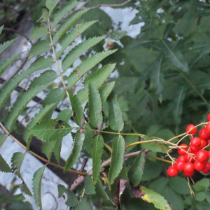 Photographie n°261446 du taxon Sorbus aucuparia L. [1753]