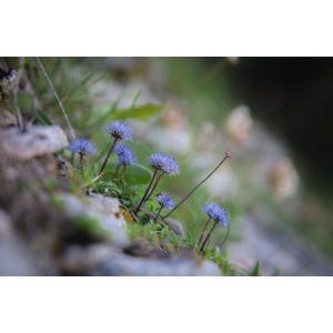 Jasione sp.