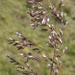 Photographie n°261481 du taxon Deschampsia cespitosa (L.) P.Beauv. [1812]