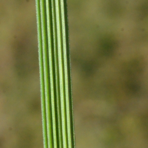 Photographie n°261484 du taxon Deschampsia cespitosa (L.) P.Beauv. [1812]