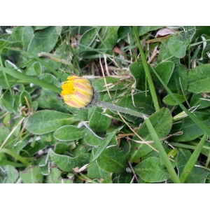 Hieracium pilosellinum F.W.Schultz (Piloselle)