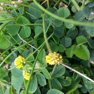 Photographie n°261544 du taxon Medicago lupulina L. [1753]