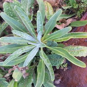 Photographie n°261554 du taxon Matthiola incana (L.) R.Br. [1812]