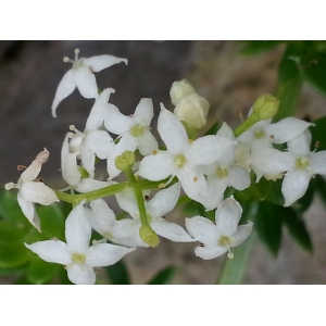 Galium parisiense L. var. parisiense