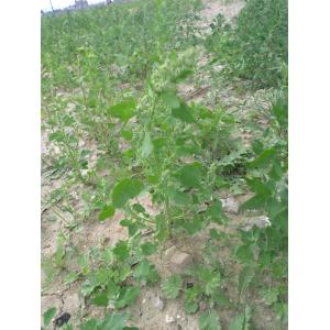 Chenopodium suecicum Murr (Chénopode de Suède)