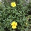   - Helianthemum nummularium (L.) Mill. [1768]