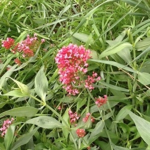 Photographie n°261629 du taxon Centranthus ruber (L.) DC. [1805]