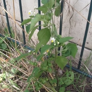 Photographie n°261651 du taxon Solanum nigrum L. [1753]