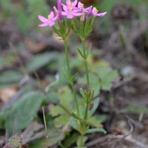 Photographie n°261683 du taxon Centaurium erythraea Rafn [1800]