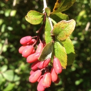 Photographie n°261700 du taxon Berberis vulgaris L. [1753]