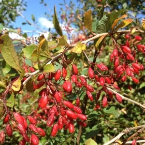 Photographie n°261701 du taxon Berberis vulgaris L. [1753]