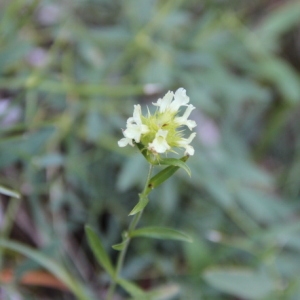 Photographie n°261720 du taxon Sideritis hyssopifolia L. [1753]