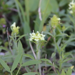 Photographie n°261723 du taxon Sideritis hyssopifolia L. [1753]