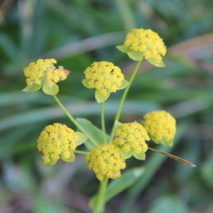  - Bupleurum ranunculoides L. [1753]