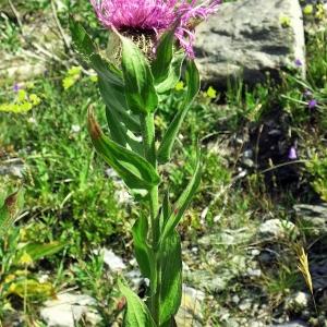 Photographie n°261775 du taxon Centaurea uniflora Turra [1765]