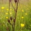  Florent Beck - Lychnis flos-cuculi L. [1753]