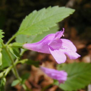  - Clinopodium grandiflorum (L.) Kuntze