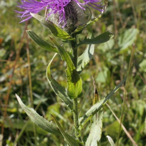 Photographie n°261785 du taxon Centaurea uniflora Turra [1765]