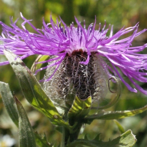 Photographie n°261789 du taxon Centaurea uniflora Turra [1765]