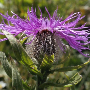 Photographie n°261792 du taxon Centaurea uniflora Turra [1765]