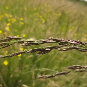 Photographie n°261793 du taxon Festuca pratensis Huds. [1762]