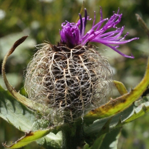 Photographie n°261798 du taxon Centaurea uniflora Turra [1765]