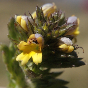 Photographie n°261819 du taxon Euphrasia minima Jacq. ex DC. [1805]