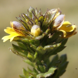 Photographie n°261820 du taxon Euphrasia minima Jacq. ex DC. [1805]