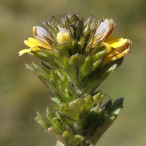 Photographie n°261821 du taxon Euphrasia minima Jacq. ex DC. [1805]