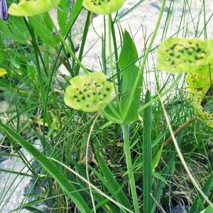 Photographie n°261872 du taxon Bupleurum stellatum L. [1753]