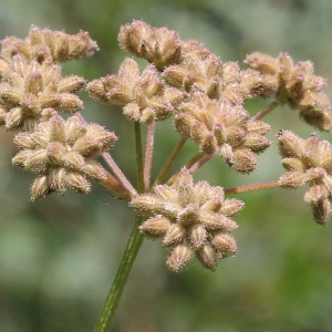  - Torilis japonica (Houtt.) DC. [1830]