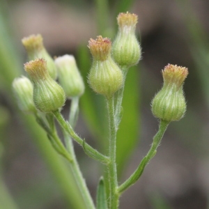 Photographie n°261896 du taxon Erigeron sumatrensis Retz. [1810]