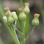  Marie  Portas - Erigeron sumatrensis Retz. [1810]