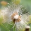  Marie  Portas - Erigeron sumatrensis Retz. [1810]