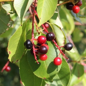 Photographie n°261913 du taxon Prunus serotina Ehrh. [1784]