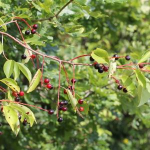 Photographie n°261914 du taxon Prunus serotina Ehrh. [1784]