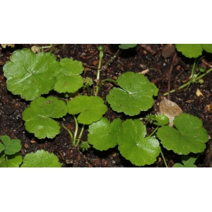 Hydrocotyle tenella D.Don (Hydrocotyle)