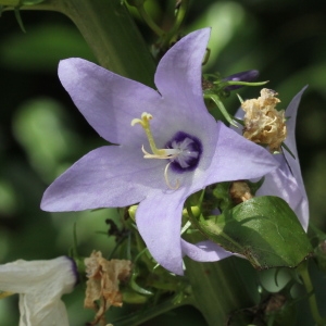 Photographie n°261935 du taxon Campanula pyramidalis L.