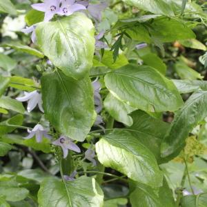 Photographie n°261937 du taxon Campanula pyramidalis L.