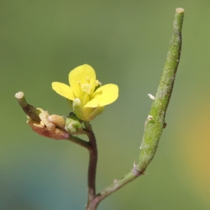 Photographie n°261940 du taxon Diplotaxis viminea (L.) DC.