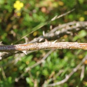 Photographie n°261963 du taxon Rosa rubiginosa L.