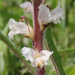  - Orobanche picridis F.W.Schultz