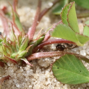 Photographie n°261988 du taxon Trifolium suffocatum L.