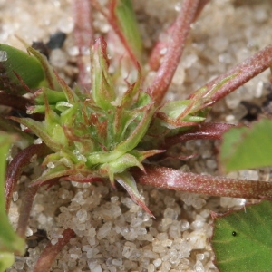 Photographie n°261989 du taxon Trifolium suffocatum L.